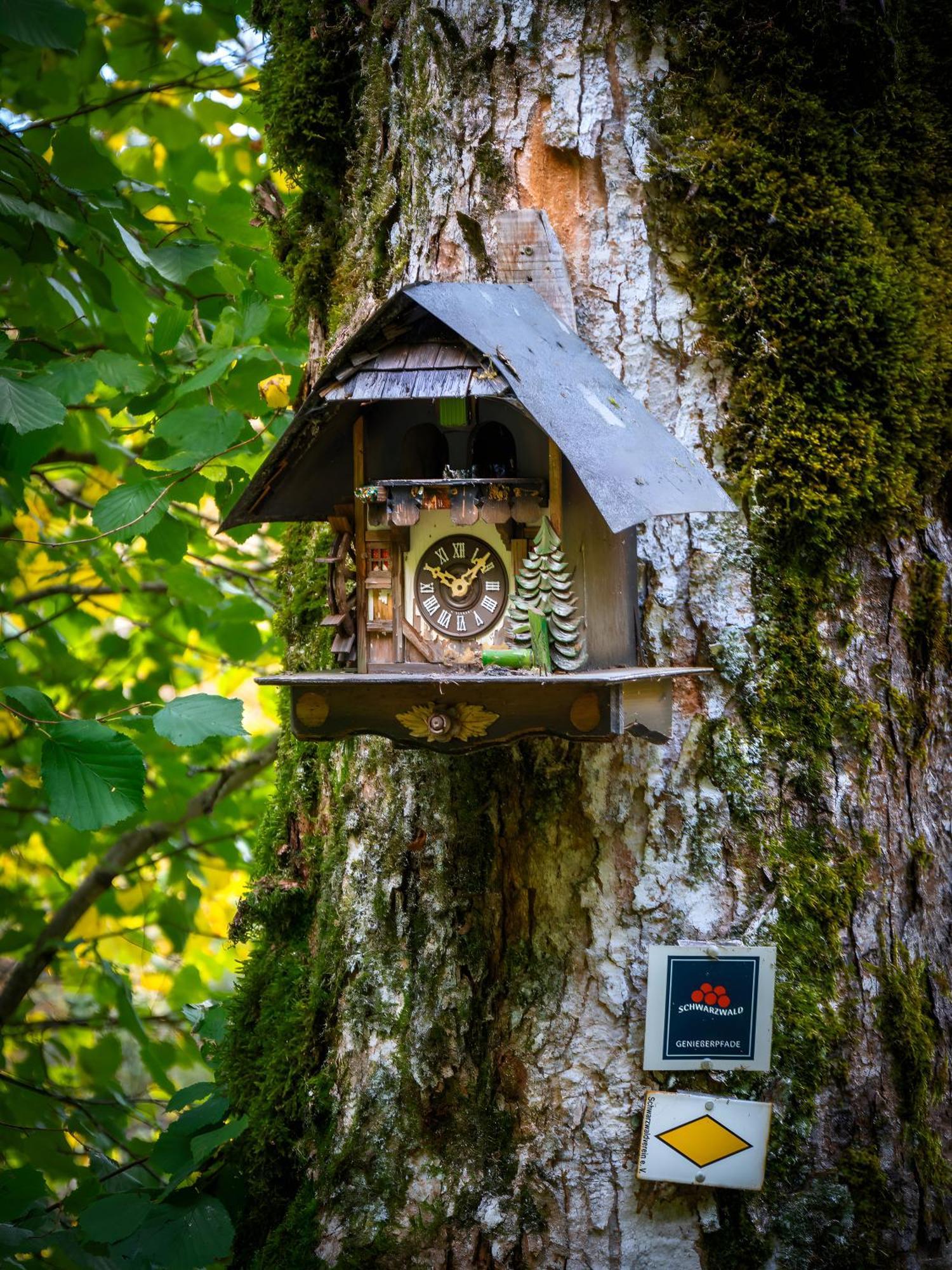 Landhaus Panoramablick Schonach im Schwarzwald ภายนอก รูปภาพ
